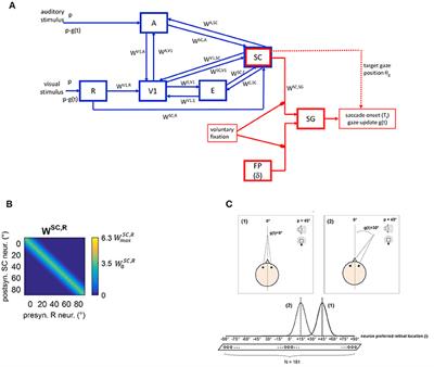 Audiovisual Rehabilitation in Hemianopia: A Model-Based Theoretical Investigation